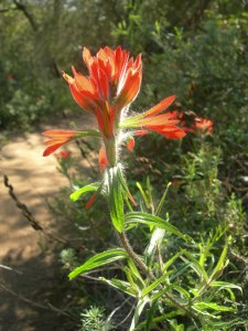 Indian Paintbrush greeted us along the trail